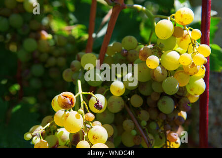 Dolce e di marcio uve in vigna Foto Stock