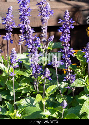 I picchi estivi di blu e di perenne fiorito salvia, Salvia 'Mystic Guglie' blu Foto Stock