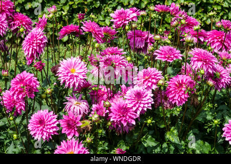 Giardino di fiori Dahlia bordo del letto di fiori di Dahlia, Dahlia 'Betelgeuse' Dahlias rosa dahlias con letto di fiori Foto Stock