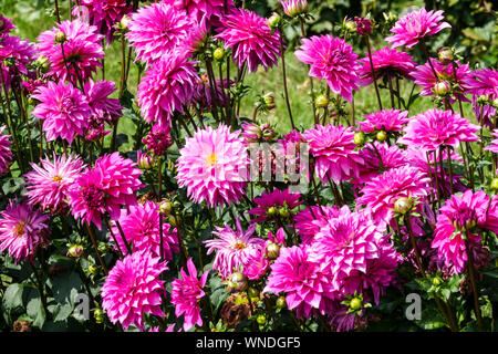 Dahlia fiori confine giardino, Dahlia 'Betelgeuse' Dahlias per talee fine estate giardino biancheria da letto Dahlia confine Foto Stock