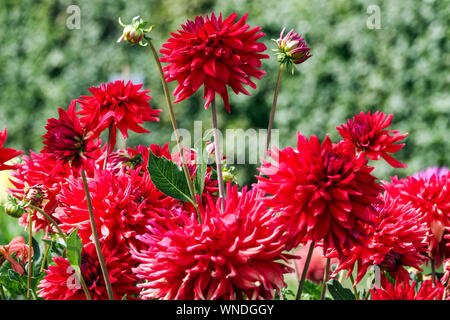 Dahlia fiori bordo giardino, Red dahlias 'Ivona' Foto Stock