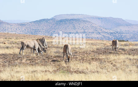 Un corso di laurea alla mandria di Eland antilopi nel sud della savana africana Foto Stock