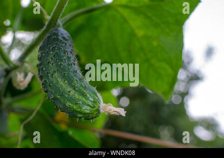 Cetriolo verde appeso sul ramo esterno. Close up Foto Stock