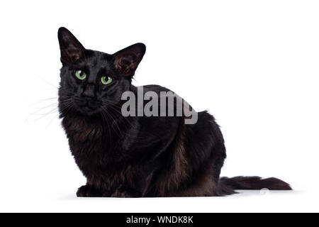 Piuttosto giovane adulto solido nero / Balinese Oriental Longhair Cat, che stabilisce le vie laterali. Guardando la fotocamera con capace di incantare gli occhi verdi. Foto Stock