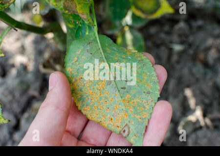 Ruggine fungo, causata dal fungo Phragmidium affectes foglie di rose. Close up. Foto Stock