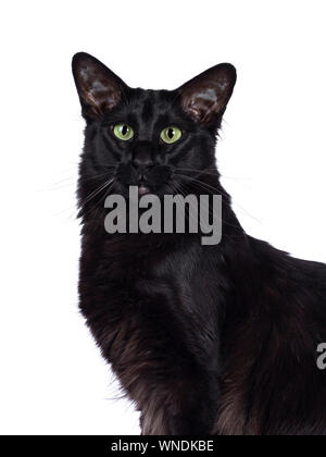 Haed colpo di piuttosto giovane adulto solido nero / Balinese Oriental Longhair ca Foto Stock