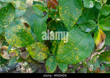 Ruggine fungo, causata dal fungo Phragmidium affectes foglie di rose. Close up. Foto Stock