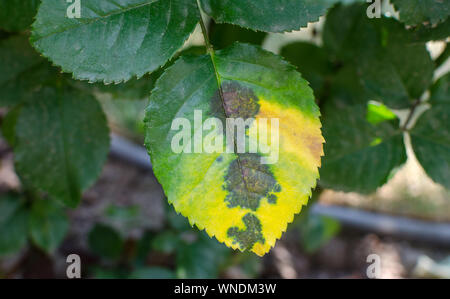 Ruggine fungo, causata dal fungo Phragmidium affectes foglie di rose. Close up. Foto Stock