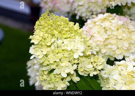 Ribalta hydrangea paniculata hortensia, panicled hydrangea o hydrangea paniculata limelight con grande bianco crema e rosa e fiori verdi in somma Foto Stock