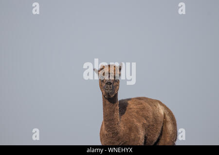 Marrone bella alpaca in piedi sull'erba verde su un giorno estivo luminoso e soleggiato Foto Stock