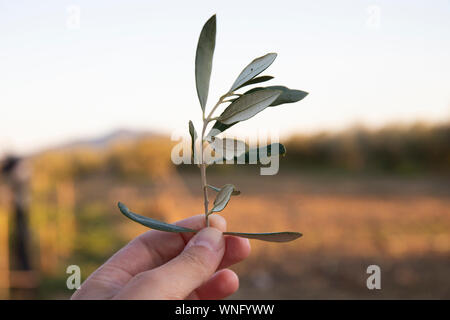 Mano che tiene un ramoscello di ulivo (Olea europaea) in background all'aperto al tramonto. Foto Stock