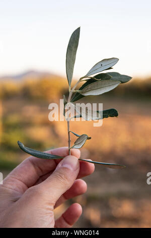 Mano che tiene un ramoscello di ulivo (Olea europaea) in background all'aperto al tramonto. Colpo verticale. Foto Stock