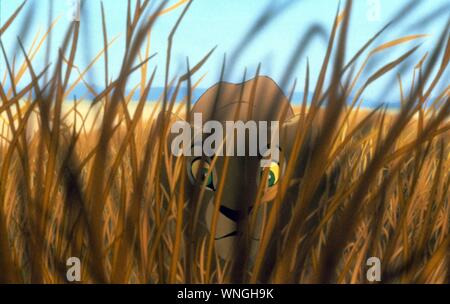 The Lion King Anno : 1994 USA Direttore : Roger Allers Rob Minkoff animazione Foto Stock