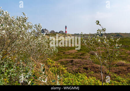 Hörnum, Sylt / GERMANIA - 08.28, 2019: Il Faro Hörnum sull'isola di Sylt. Hörnum si trova sulla punta meridionale di Sylt, nei pressi di una riserva naturale Foto Stock