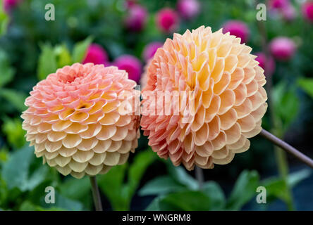 Due dalie Chelmsford morbida Gleam - piccola sfera dahlia Foto Stock