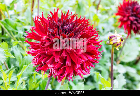 Kenora Macop Dalia - medium fimbriated cactus tipo dahlia Foto Stock