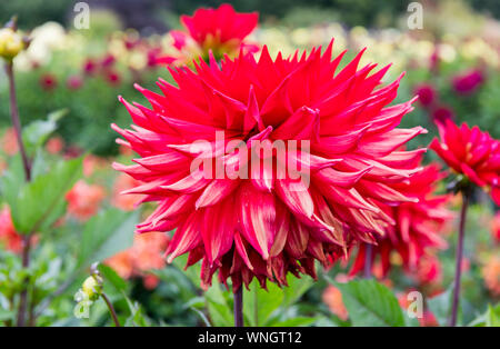 Dahlia Kenora Valentine grandi dalia decorativa Foto Stock