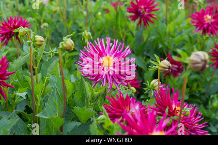 Carol ballerino spagnolo Dalia - cactus in miniatura dahlia Foto Stock