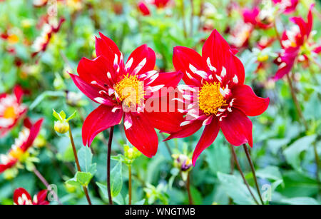 Due Chimborazo dalie con gli altri in background - collerette dalie Foto Stock