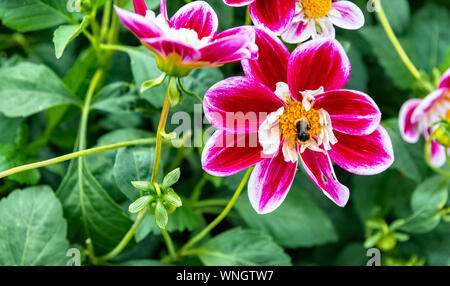 Dahlia Mirtillo Hill, un collerette dahlia Foto Stock