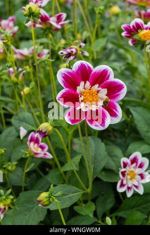 Dahlia Mirtillo Hill, un collerette dahlia Foto Stock