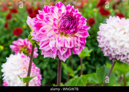 Dahlia Audacity medie Fiore Dahlia decorative Foto Stock