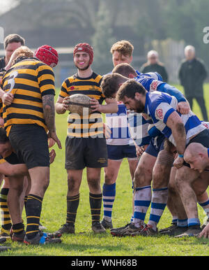 Amateur rugby union, maschio giocatori si preparano per un scrum riavviare con il pacchetto di mischia metà (numero 9) tenendo la palla e la preparazione di riavviare Foto Stock