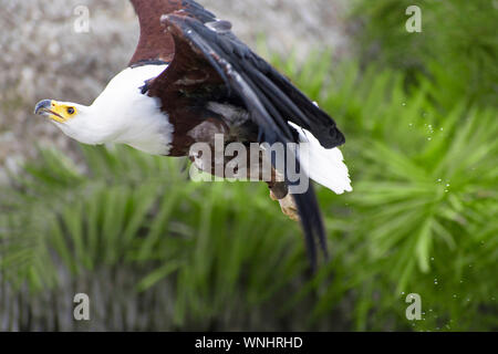 L'African fish eagle noto anche come il mare africano eagle o Haliaeetus vocifer battenti in natura in Spagna Foto Stock