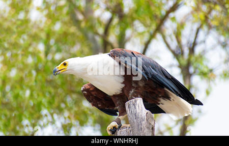 L'African fish eagle noto anche come il mare africano eagle o Haliaeetus vocifer addestrati per mezzo della falconeria, appollaiato su un albero di diramazione. Foto Stock