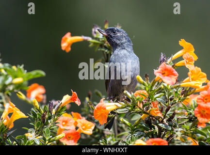 Primo piano di un piccolo uccellino, Slaty Flowerpiercer (Diglossa plumbea) si appollaia in fioritura arbusto di marmellata di Chiriqui provincia,Panama Foto Stock