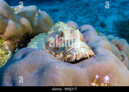 Scorfani nascosti su una colorata barriera corallina Foto Stock