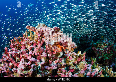 Scorfani nascosti su una colorata barriera corallina Foto Stock