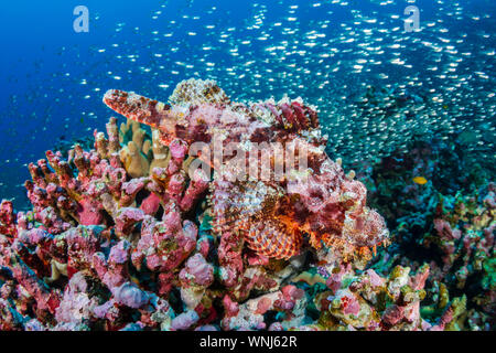 Scorfani nascosti su una colorata barriera corallina Foto Stock