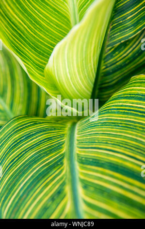 Sunny vista in dettaglio di una decorativa tropical Canna plant con giallo striato e foglie verdi Foto Stock