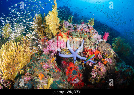Pesce tropicale nuoto intorno a una sana e colorata barriera corallina Foto Stock