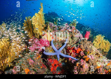 Pesce tropicale nuoto intorno a una sana e colorata barriera corallina Foto Stock
