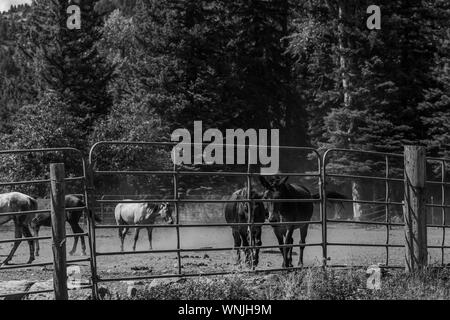 Bella vista sulla campagna per i cavalli in un piccolo ranch intorno alle montagne di Aspen. Immagine in bianco e nero Foto Stock