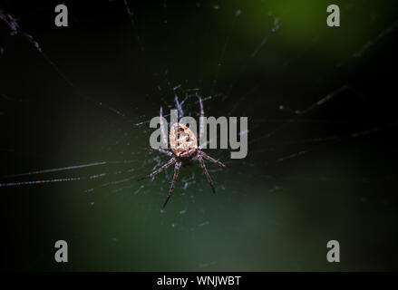 Giardino Spider-spider Araneus tipo araneomorph ragni della famiglia di Orb-web ragni Araneidae Foto Stock