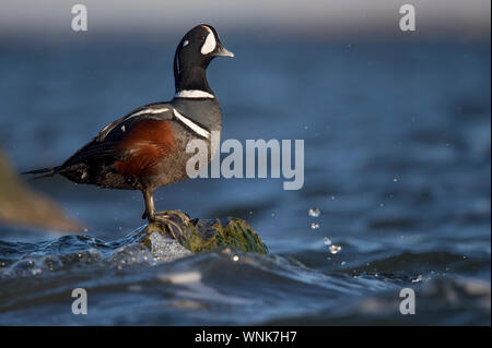 Un maschio Arlecchino anatra sorge su una piccola alga coperto rock con onde intorno ad esso in condizioni di luce solare intensa. Foto Stock