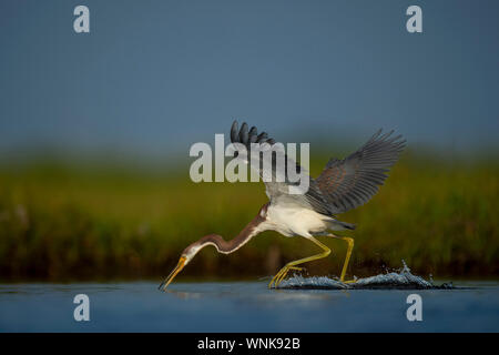 Un tricolore Heron vola su acque poco profonde e scioperi fuori per catturare un pesce su un luminoso giorno di sole Foto Stock