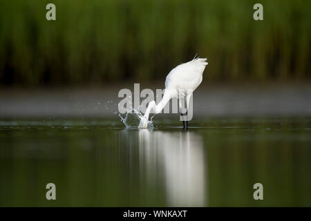 Un Airone bianco maggiore colpisce con il suo collo lungo per un piccolo pesce in calme acque poco profonde. Foto Stock