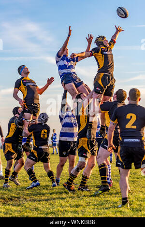 Giocatori di rugby tenutosi ad alto allungamento per la sfera gettato nella mischia della linea in uscita Foto Stock