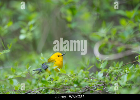 Prothonotary Trillo appollaiato su un ramo di bright foglie verdi di luce soffusa. Foto Stock