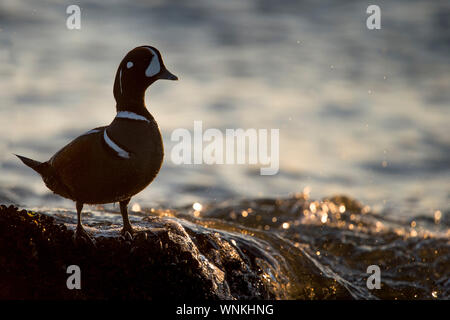 Un maschio Arlecchino anatra sorge su una roccia coperto di cozze con spruzzi d'acqua su di esso. Foto Stock