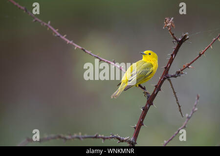 Giallo Trillo appollaiato su un ramo spinoso con un fondo liscio. Foto Stock