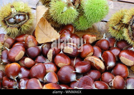 Le castagne, sansa e foglie di morti dopo il raccolto in autunno Foto Stock