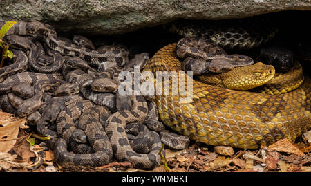 Legname rattlesnakes, (Crotalus horridus), adulti femmine e giovani del neonato, Pennsylvania, gravido di legname femmina rattlesnakes raccogliere insieme a maternit Foto Stock