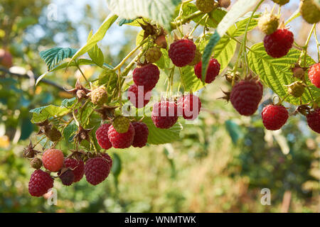 Ramo di fall-cuscinetto lampone con molte bacche rosse Foto Stock