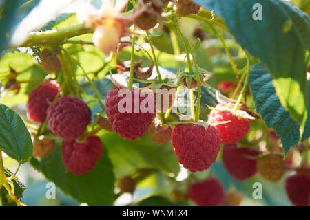 Ramo di fall-cuscinetto lampone con molte bacche rosse Foto Stock