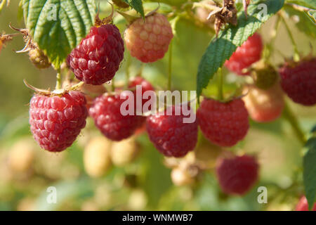 Ramo di fall-cuscinetto lampone con molte bacche rosse Foto Stock